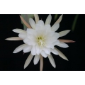 Epiphyllum package 3: 5 different white ones our choice